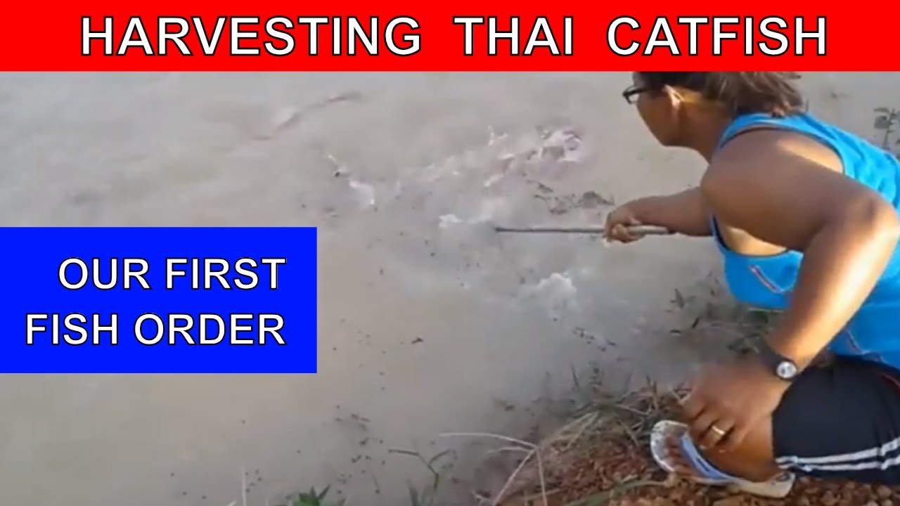 HARVESTING THAI CATFISH NETTING THAI CATFISH FEEDING THAI CATFISH FARM