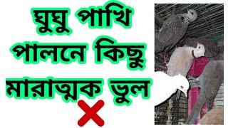 ঘুঘু পাখি পালনের কিছু ভুল । ঘুঘু পাখি পালন পদ্ধতি