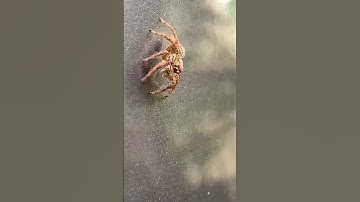 Spider close up shoot | #spider #shorts #macro