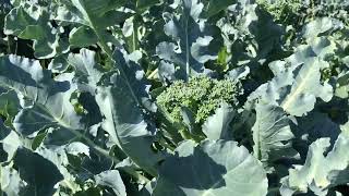 Cavolo Broccolo Ramoso Calabrese July 20 2022