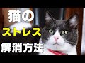 【保護猫】飼い主が意外と気付かない猫のストレス８選！ストレス解消方法も解説