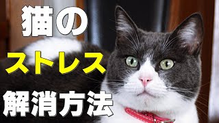 【保護猫】飼い主が意外と気付かない猫のストレス８選！ストレス解消方法も解説