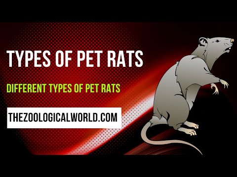 Vidéo: Variétés de rats de fantaisie: couleur de la fourrure, couleur des yeux, type de pelage et marques