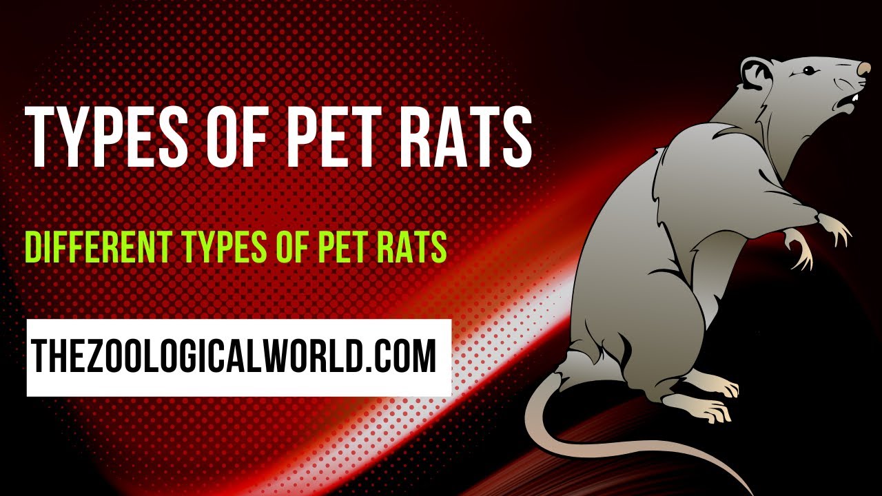 Type of pet. Types of rats.