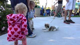 Cute Babiescute Puppycute Overload