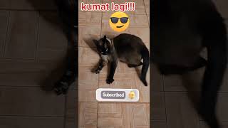 Download Lagu Kumat lagi!#videolucu #funny  #random #fyp #kucinglucu #catmoments MP3
