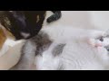 【さばちゃん13】その後の さばちゃんの排泄の様子 肥大型心筋症の子猫