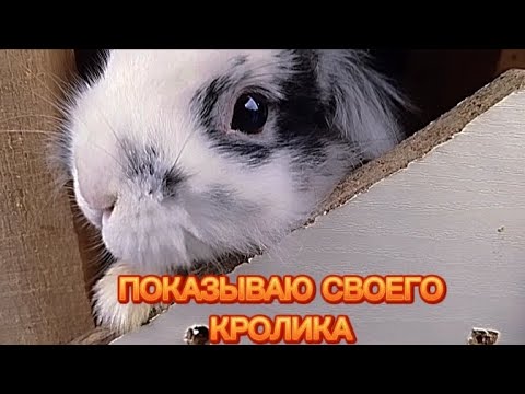 Показываю своего кролика🐇 - YouTube