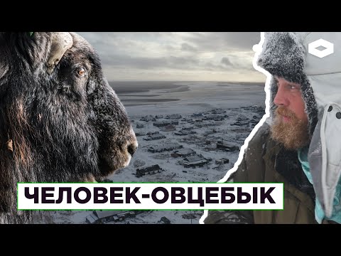 Нганасаны, долганы и вертолет дважды в неделю: как живут люди на Таймыре | Человек-овцебык