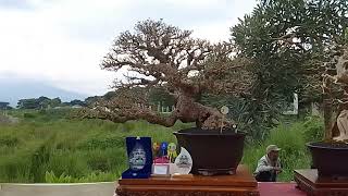 Pamlok Bonsai Garut 8 Febuary 2026