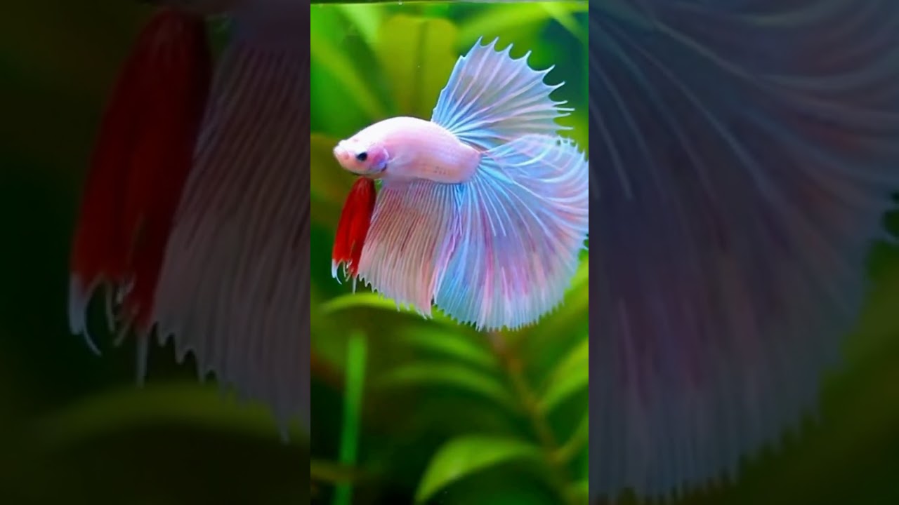 Meet the Colorful World of Betta Fish Breeding  