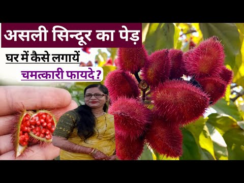 How to plant a real vermilion plant in a pot? How can you plant the vermilion plant, which is ful...