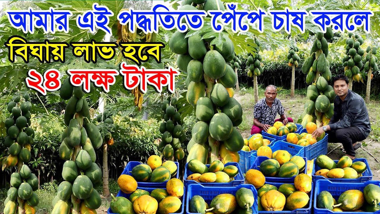 এক বিঘা জমিতে পাকা পেপে চাষ করে ২৪ লক্ষ টাকা আয় করা সম্ভব | আমার এই পদ্ধতিতে পেঁপে চাষ করতে হবে