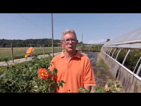 Video: Afidi sui cespugli di rose - Come sbarazzarsi degli afidi sulle rose