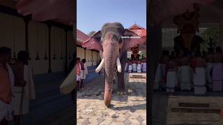ഗുരുവായൂർ നന്ദൻ 😍 Guruvayoor Nandhan | ആന | kerala elephant #elephant #shorts #viral #ആന #aana