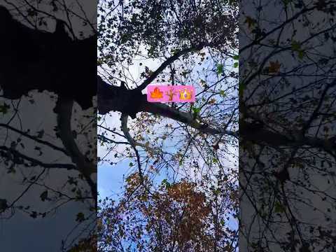 متل الأميرة    بيسان اسماعيل