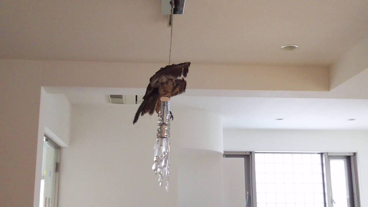 Striped owl Usako who consider the pendant lighting as a perch.ライトを止まり木