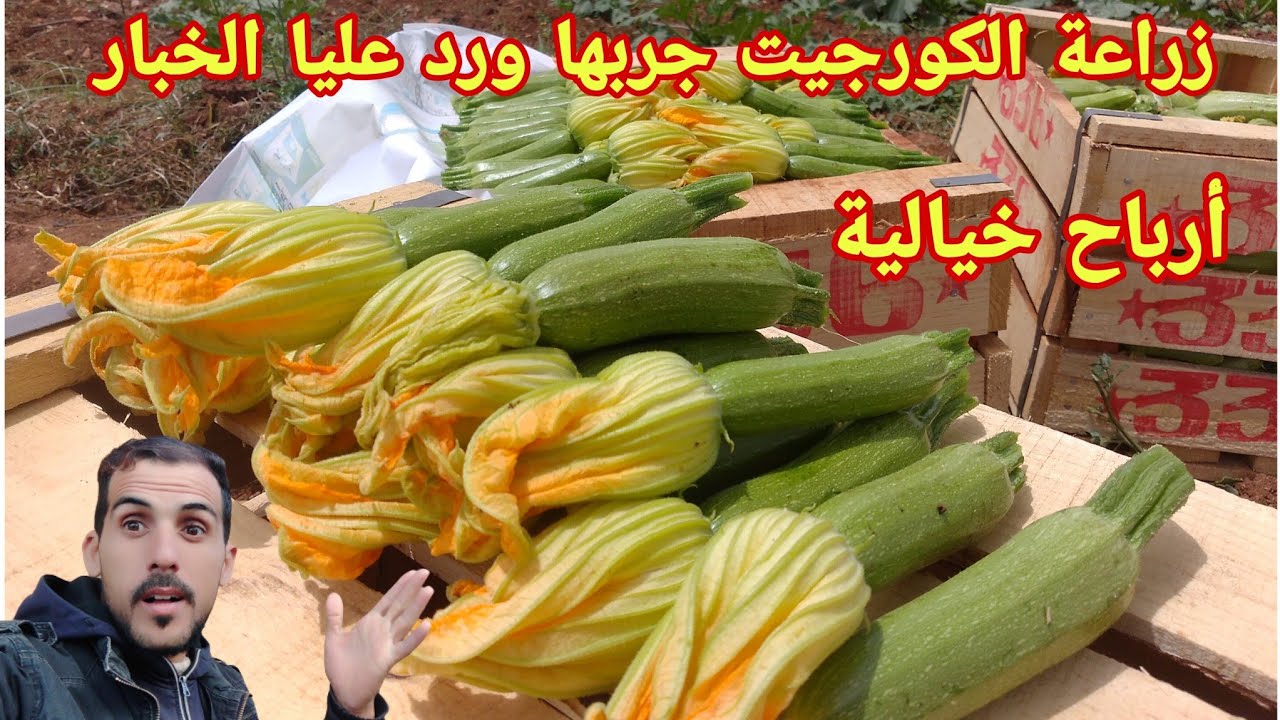 زراعة الكورجيت جربها ورد عليا الخبار زراعة بأقل التكاليف وارباح خيالية