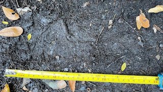 Myakka Skunk Ape Expedition with Stacy Brown