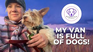 FOUR DOGS!!! Our road-trip to California. by PurplePup LLC 270 views 1 year ago 8 minutes, 54 seconds