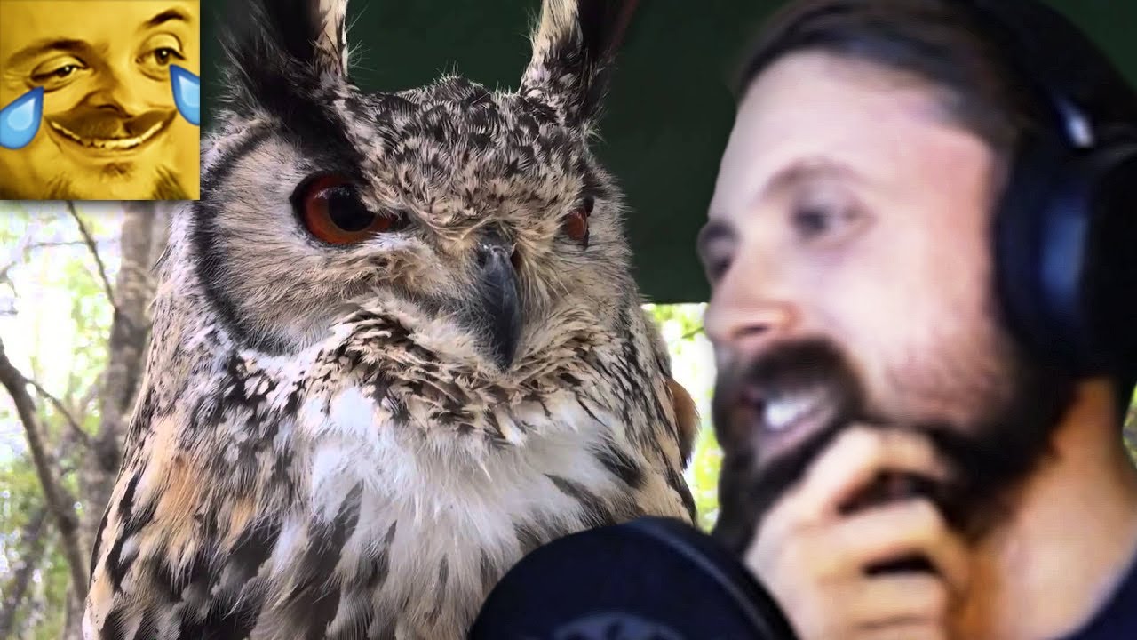 Forsen Reacts to ベンガルワシミミズクのホーホーワ‼︎笑