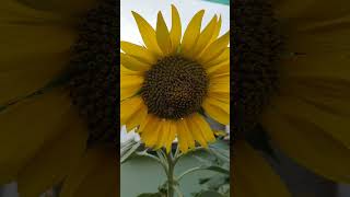Bee collecting sweetness for us#honey#bee#beautiful#sunflower#hard work#nature lover#shorts#🍯🍯🐝🐝😃🤗🤗