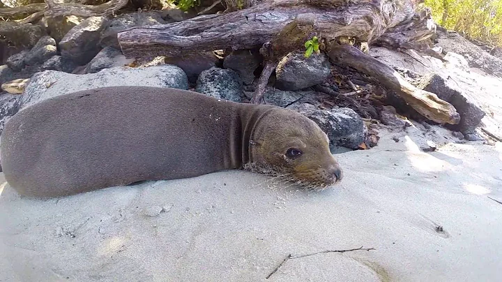 UBELONG & Jatun Sacha - San Cristobal - Volunteer in The Galapagos