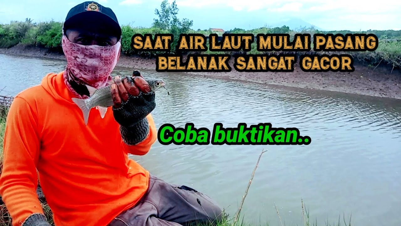 Tepat Predisiku..!! Umpan Sudah Di Tunggu Dari Tadi