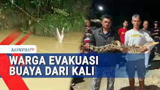 Buaya Muara Muncul Di Kali Cibatu Sukabumi Geger Dua Kampung