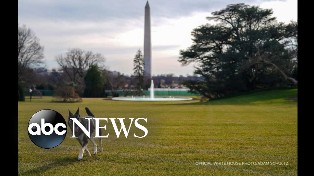 White House welcomes its newest canine residents | WNT