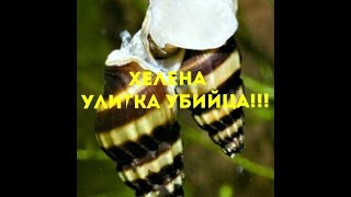 Улитки ХЕЛЕНЫ,еще один способ борьбы с катушками!!! Улитки ХЕЛЕНЫ,еще один способ борьбы с катушками!!!