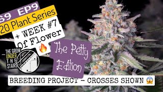 S9 EP9:  the Petty edition 🤣 week 7 of flower + seeding plants, autoflowers, SPIDER FARMER LEDs