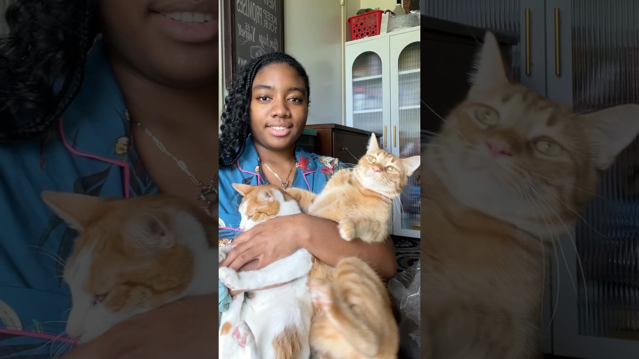 Cats are Obsessed with This Ceiling High Cat Tower! 🐾 