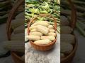 Share my method of planting sweet corn in flower pots #planting tips #corn planting #growing