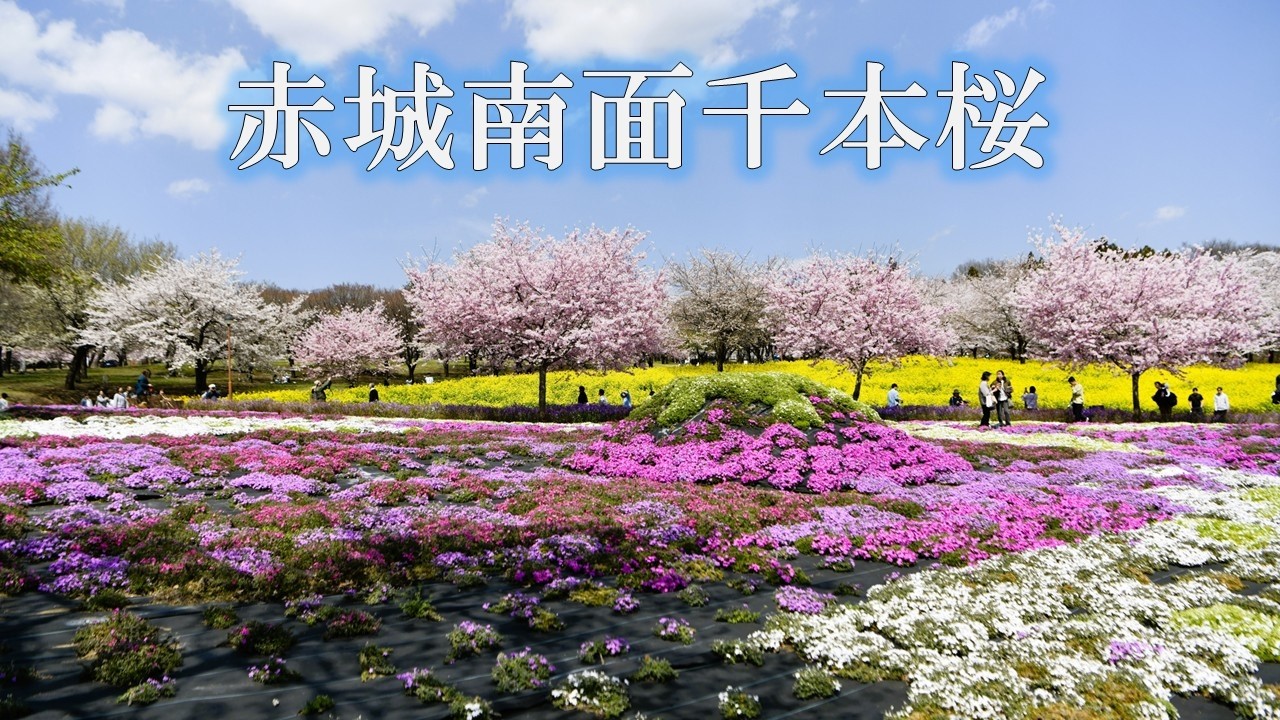 赤城南面千本桜 2026 （Akagi Nanmen Thousand Cherry Trees）【4K映像