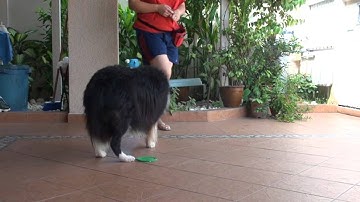 Unit 2 / Web Lesson 6 / Exercise 6.2 - Testing for Stimulus Control for "Paw" Cue: Rule #2 & #3