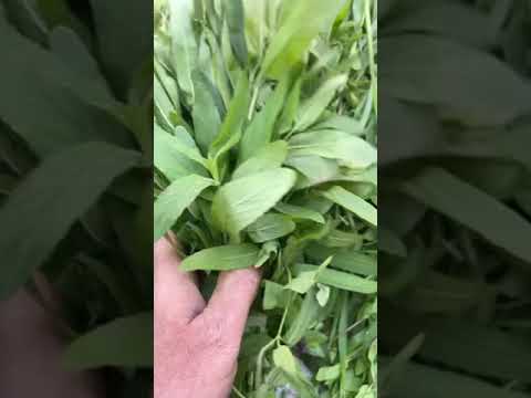 انواع نباتات المفيده مع الشاي وسلطه