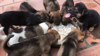 Puppy Rescue From Abandoned to Adored! 🐾 Must See Tale of Hope and Second Chances! #rescue #thedodo by New Pet Society - Pet Life 9 views 4 months ago 6 minutes, 43 seconds