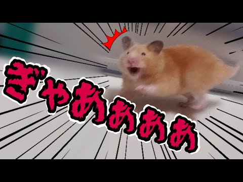 びっくりハムスター パンちゃん初めての表情 驚いた顔も可愛いかった Youtube