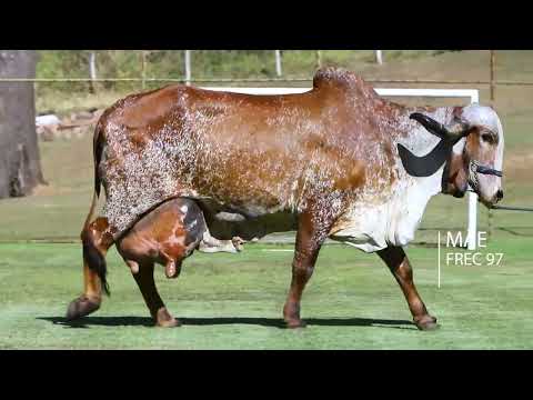 LOTE 17 - BULGÁRIA FIV JC SEBA - SEBA 219