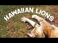 Conoce este santuario de gatos en Hawaii 