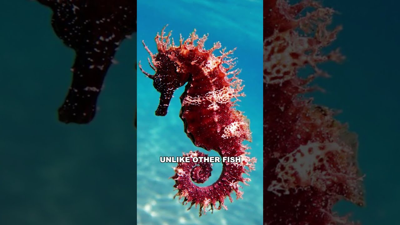 Seahorse The Bizzare Ocean Creature