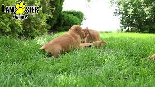 Lovable Golden Retriever Puppies