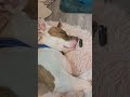 Caught sleeping in a work meeting...was it me?
