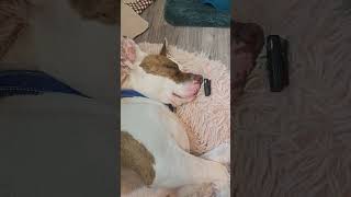 Caught sleeping in a work meeting...was it me?