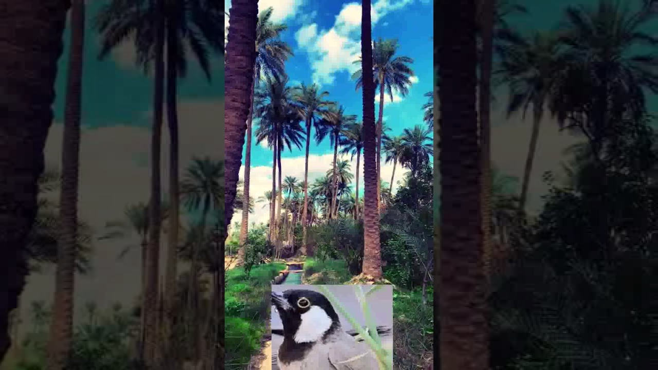 طياريات وندهات بلبل وحشي لتحريك وتحفيز البلابل العنيدة 