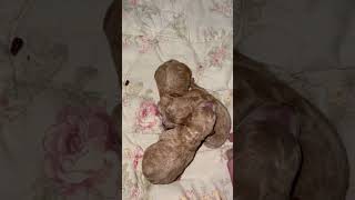 Tiny newborn light apricot poodles