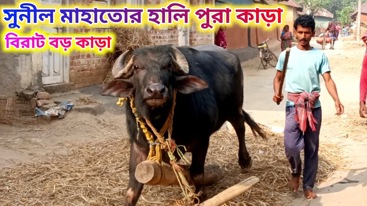 সুনীল মাহাতোর বিরাট বড় কাড়া।। #shortvideo #viralvideo #newvideo 