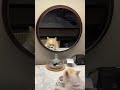 Pupp Love #shorts #pets #love #usa #trending #viral #youtubeshorts #viralvideo #shortvideo #doglife
