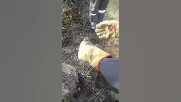 Как поймать бурундука